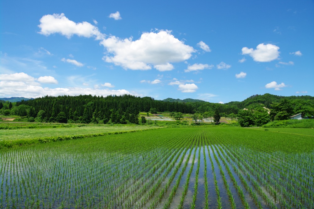 減農薬・減化学肥料栽培の自然にちかい、体にやさしいお米です。