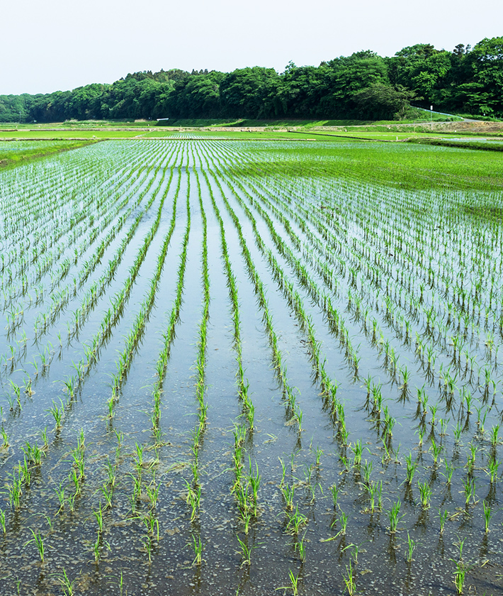 土づくりにこだわって育てた、自然にちかい、体にやさしいお米。